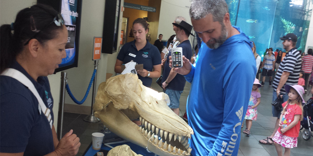 Visitor photographing large dolphin skull exhibit