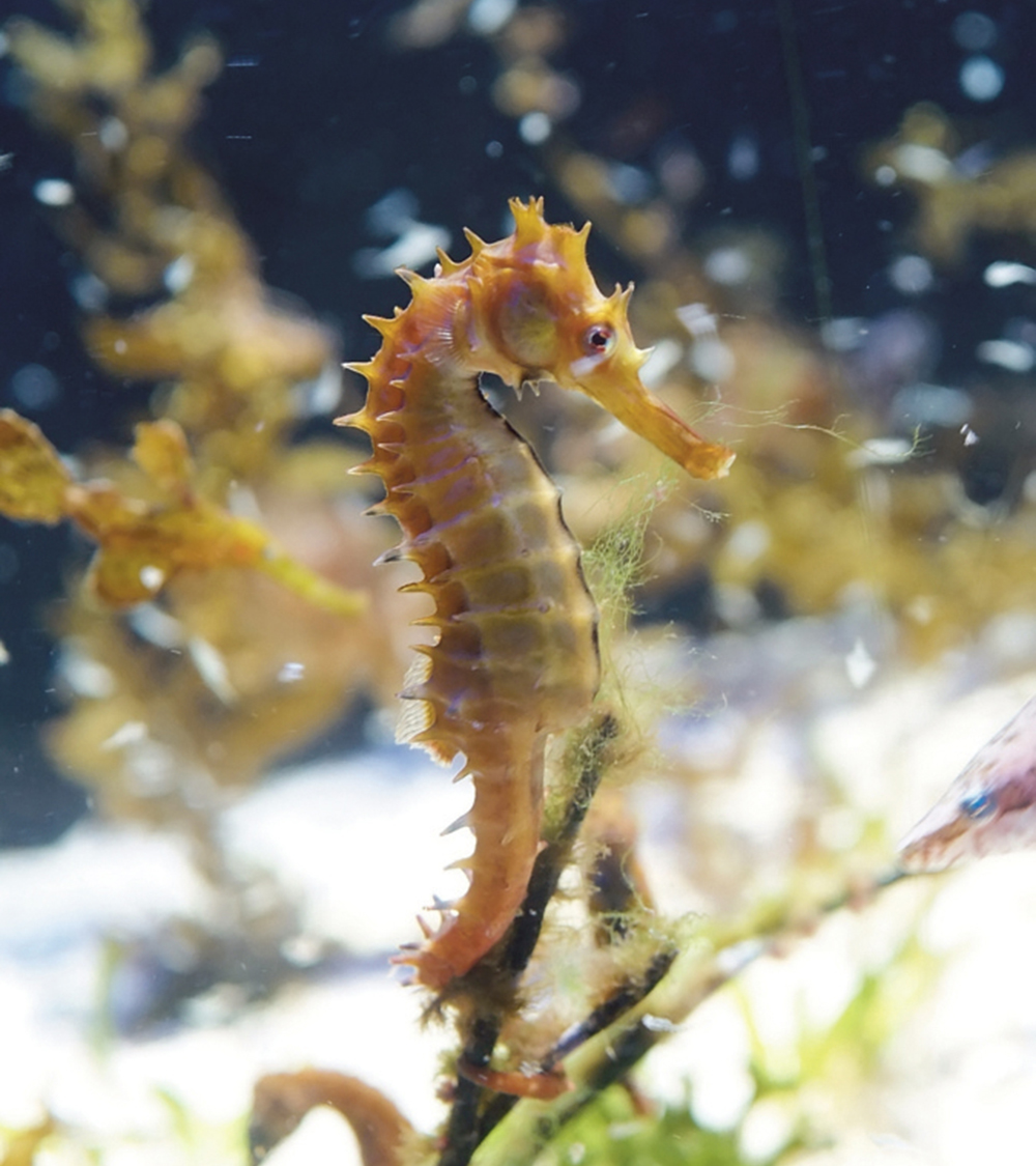 Aquarium Du Quebec Blue Fish Canada