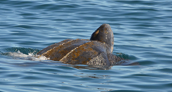 Leatherback turtle with its head and back out of the water swims in the northern Altantic Ocean