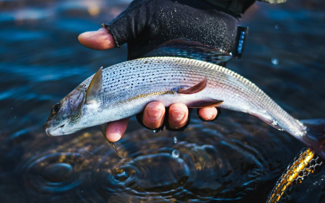 Gloved hand holding freshwater fish over water